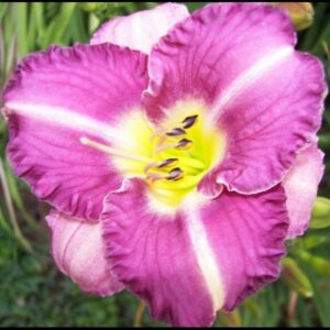 ENTRAPMENT DAYLILY