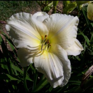 GENTLE SHEPHERD DAYLILY