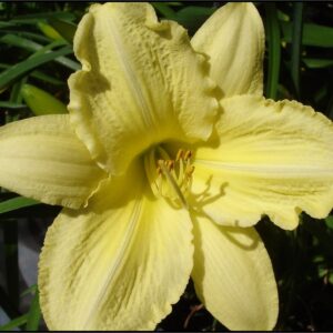 GOING BANANAS DAYLILY