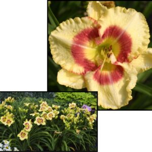 MONTERREY JACK DAYLILY