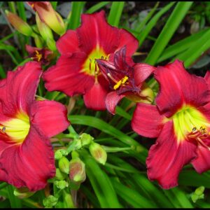 PARDON ME DAYLILY