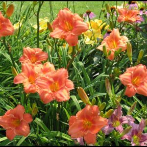 SOUTH SEAS DAYLILY