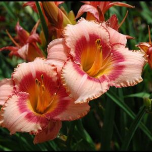 STRAWBERRY CANDY DAYLILY
