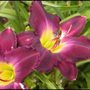 STRUTTERS BALL DAYLILY