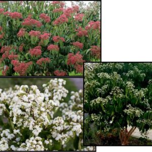 TIANSHAN SEVEN SON FLOWER