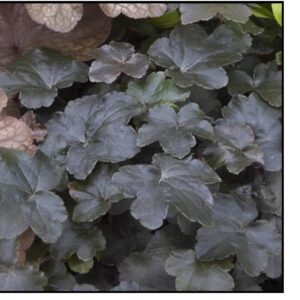 BLACKOUT CORAL BELLS