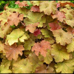 CARAMEL CORAL BELLS
