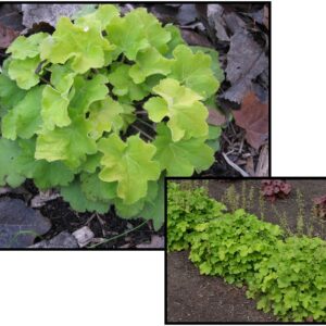 CITRONELLE CORAL BELLS
