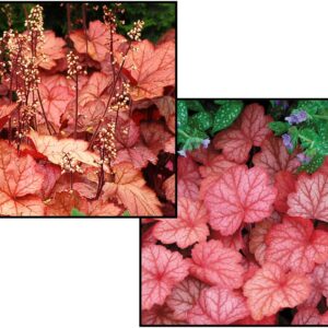 GEORGIA PEACH CORAL BELLS