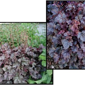 PLUM PUDDING CORAL BELLS