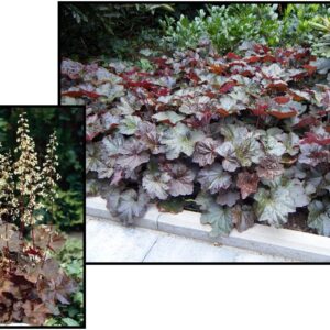 PALACE PURPLE CORAL BELLS