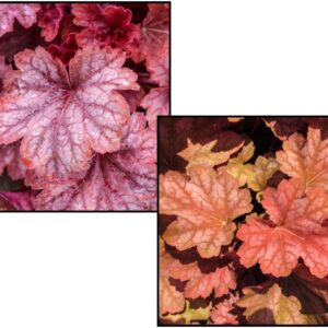 CARNIVAL WATERMELON CORAL BELLS