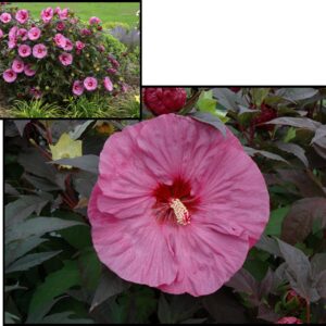 BERRY AWESOME HIBISCUS