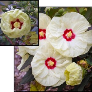 FRENCH VANILLA HIBISCUS