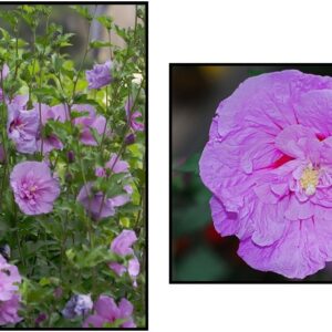 ROSE OF SHARON LAVENDER CHIFFON®, DOUBLE