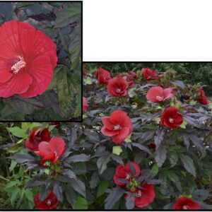 MIDNIGHT MARVEL HIBISCUS