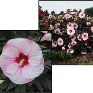 PERFECT STORM HIBISCUS