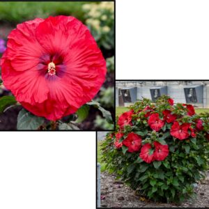 VALENTINES CRUSH HIBISCUS