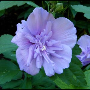ROSE OF SHARON BLUE CHIFFON®