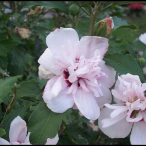 ROSE OF SHARON BLUSHING BRIDE, DOUBLE