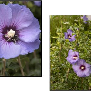 ROSE OF SHARON CHATEAU® DE VERSAILLES