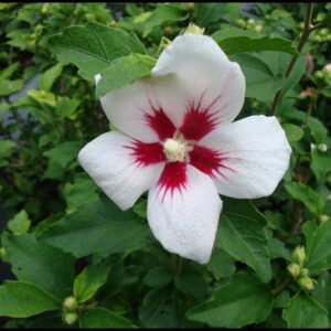 ROSE OF SHARON LIL KIM®