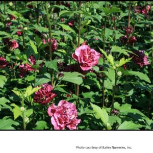 ROSE OF SHARON FRENCH CABARET™ RED