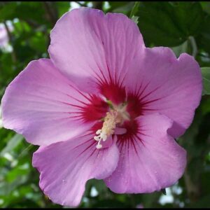 ROSE OF SHARON TAHITI™