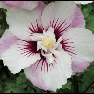 ROSE OF SHARON FIJI™
