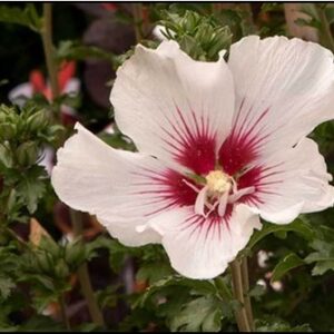 ROSE OF SHARON CHATEAU® DE CHANTILLY