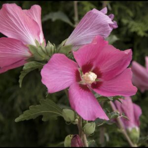 ROSE OF SHARON CHATEAU® DE CHAMBORD
