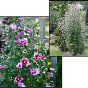 ROSE OF SHARON PURPLE PILLAR®