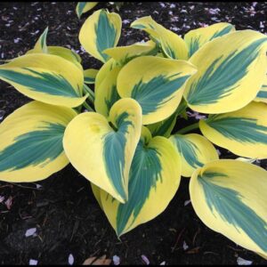 AUTUMN FROST HOSTA