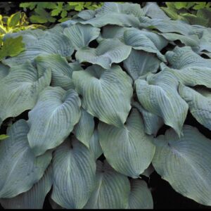 BLUE ANGEL HOSTA