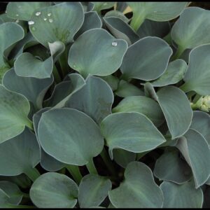 BLUE MOUSE EARS HOSTA