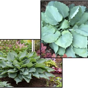 DIAMOND LAKE HOSTA