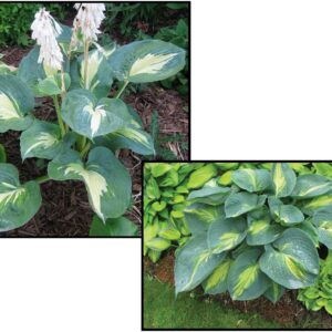 DREAM QUEEN HOSTA