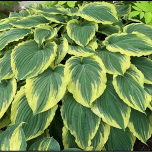 DROP DEAD GORGEOUS HOSTA