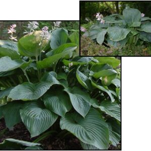 EMPRESS WU HOSTA