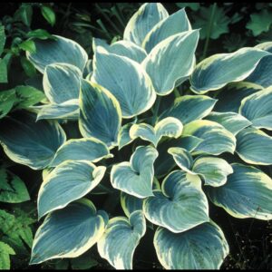 FIRST FROST HOSTA