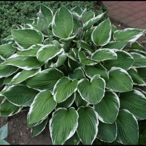 FRANCEE HOSTA