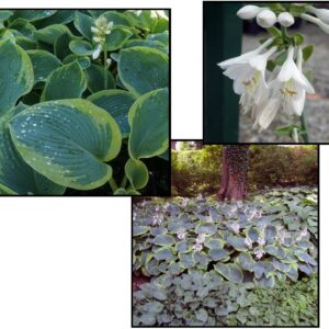 FRANCES WILLIAMS HOSTA