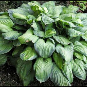GUACAMOLE HOSTA