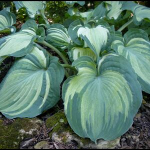 GUARDIAN ANGEL HOSTA