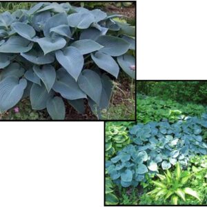 HADSPEN BLUE HOSTA