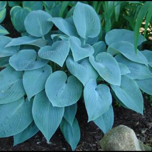 HALCYON HOSTA