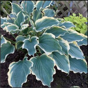 HOPE SPRINGS ETERNAL HOSTA