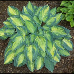 JUNE HOSTA