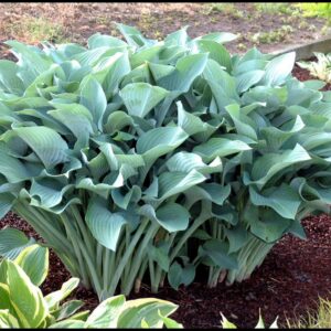 KROSSA REGAL HOSTA