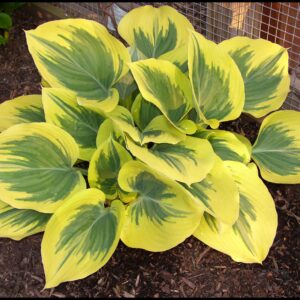 LIBERTY HOSTA